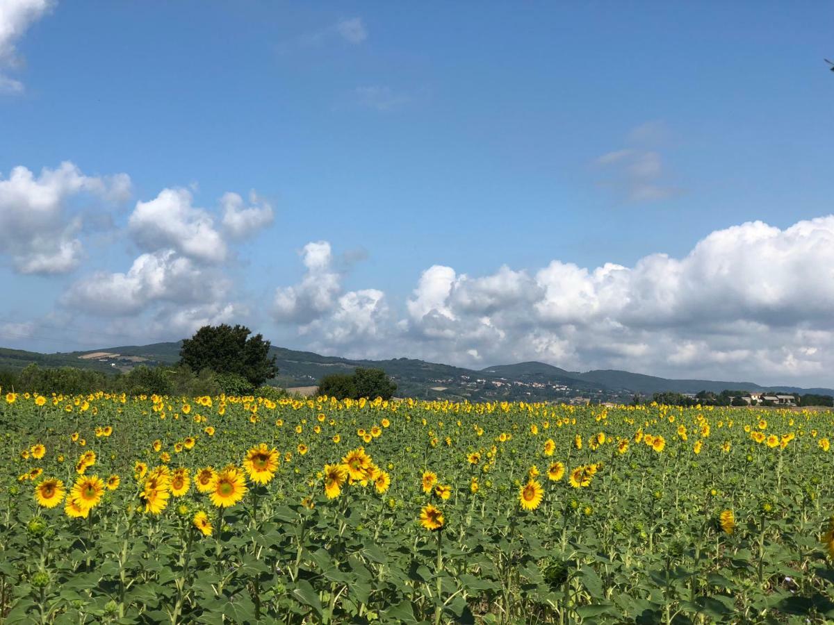 Appartamento Casa Il Gallo Castellina Marittima Esterno foto